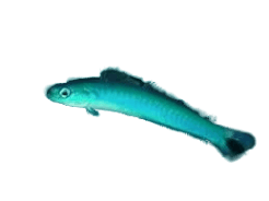 Blue Lyretail Dartfish