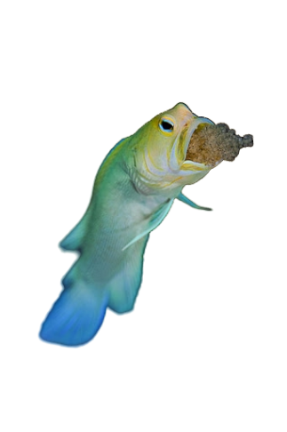 Pearly Jawfish- Caribbean