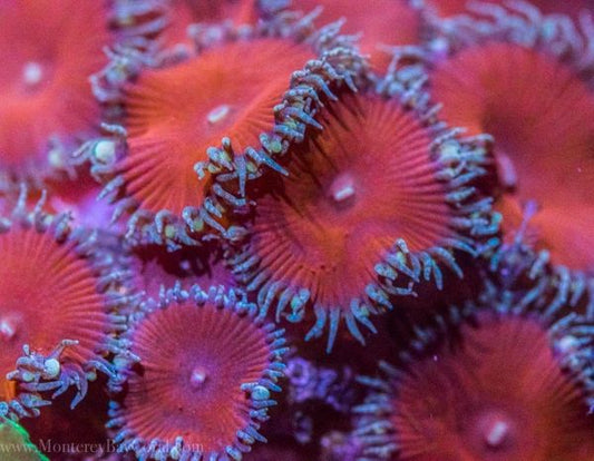 Red Death Zoa