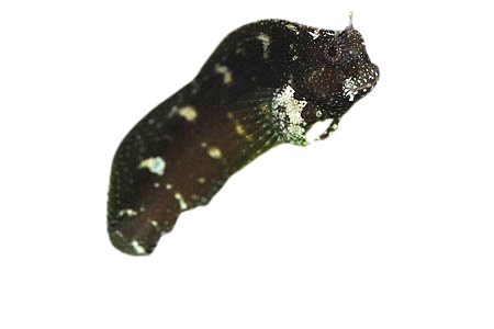 Starry Blenny M