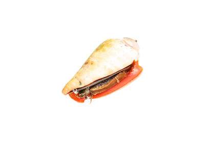 Strawberry Conch M