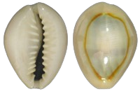 Gold Ring Cowrie