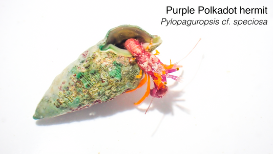 Purple Polka Dot Hermit