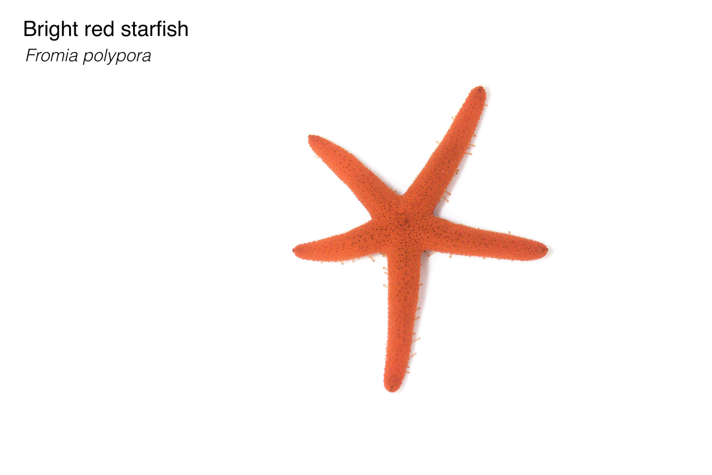 Starfish Medium - Bright Red