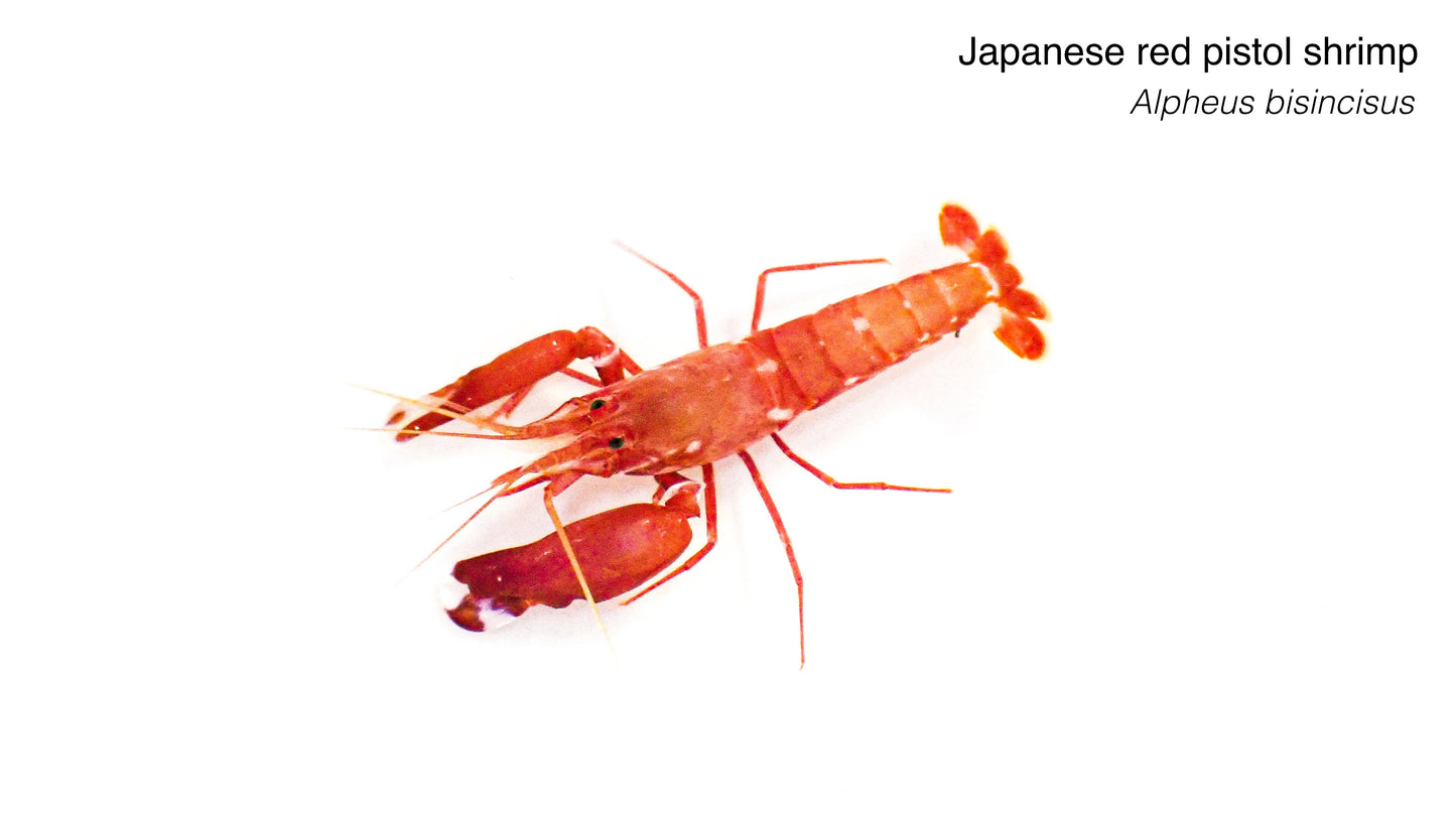 Japanese Red Pistol Shrimp