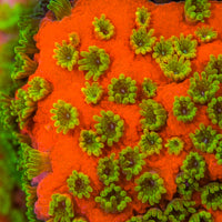 Sunset Montipora Frags