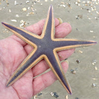 Beaded Sand Sifting Star - Caribbean S/M