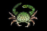 Green Emerald Crabs