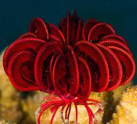 Feather Sea Star - Red