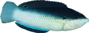 Black Backed China Wrasse