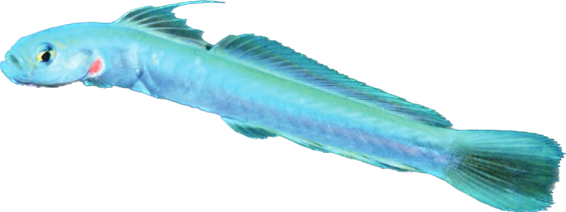 Redspot Blue Dartfish 
