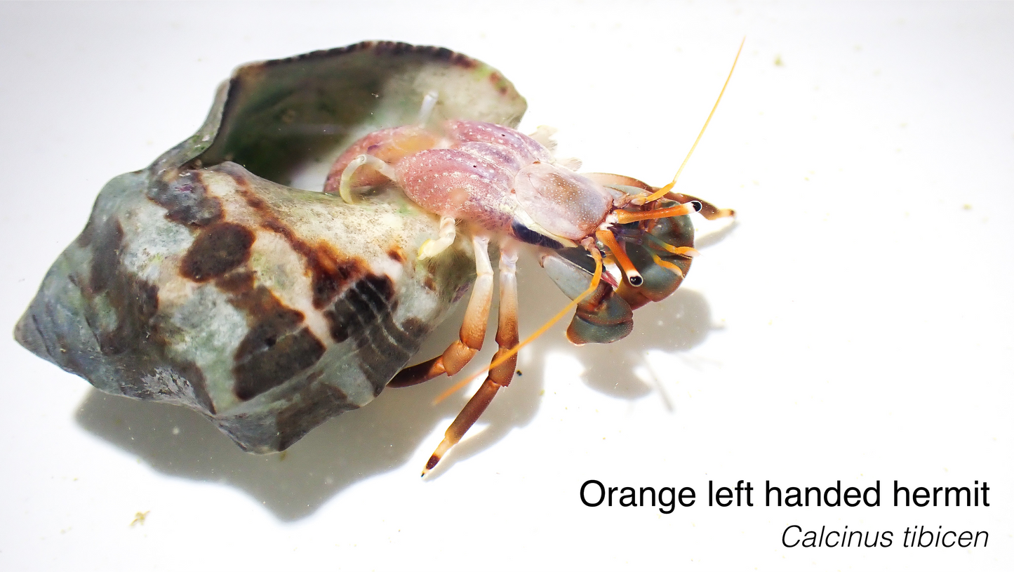 Lefthanded Orange Hermits