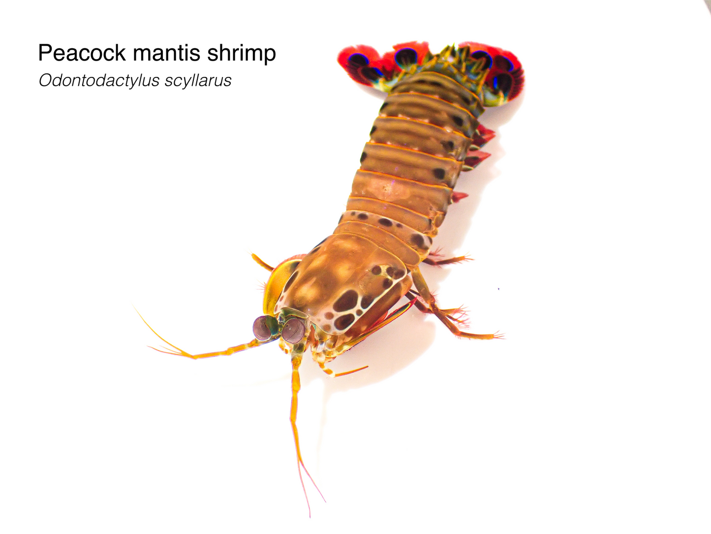 Peacock Mantis Shrimp S