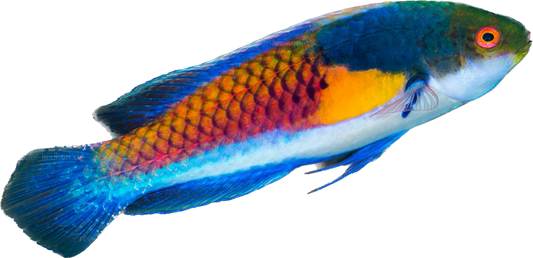Yellow Flanked Fairy Wrasse Male