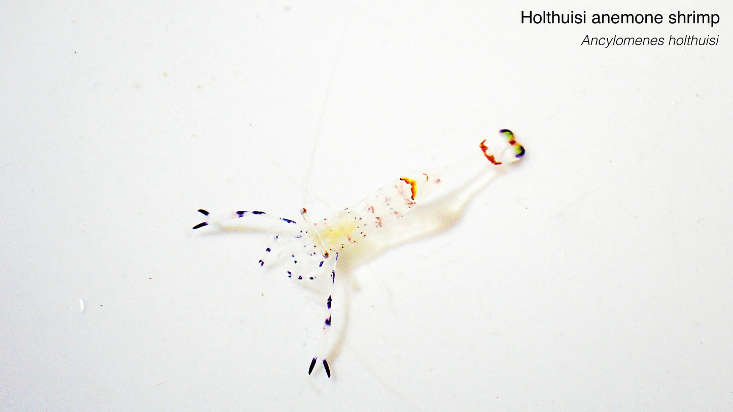 Holthuisi Anemone Shrimp