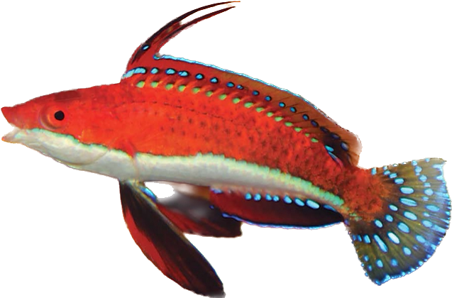 Long Fin Fairy Wrasse Male