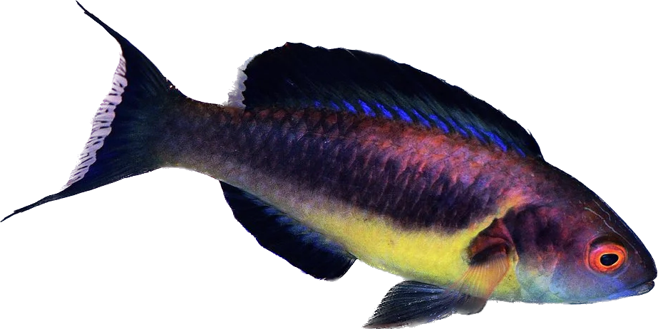 Brunneus Fairy Wrasse RARE