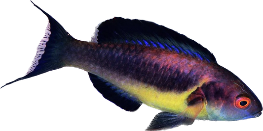 Brunneus Fairy Wrasse RARE