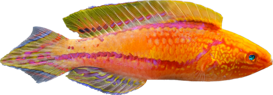 Pintail Fairy Wrasse 