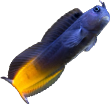 Red Tail Blenny 