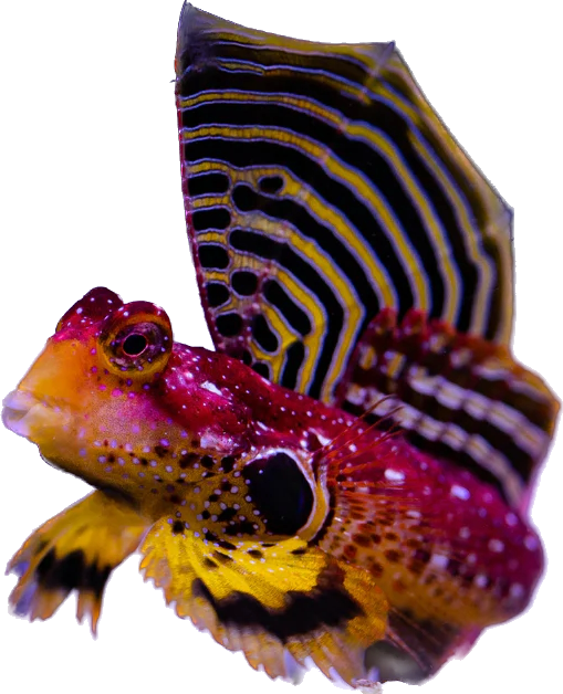 Ruby Red Scooter Blenny