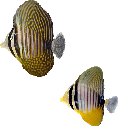 Desjardinii Sailfin Tang SM