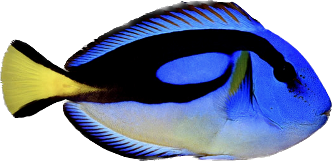 Hippo Tang - Yellow Belly ML