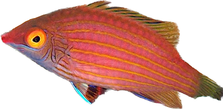 Pink Streaked Wrasse