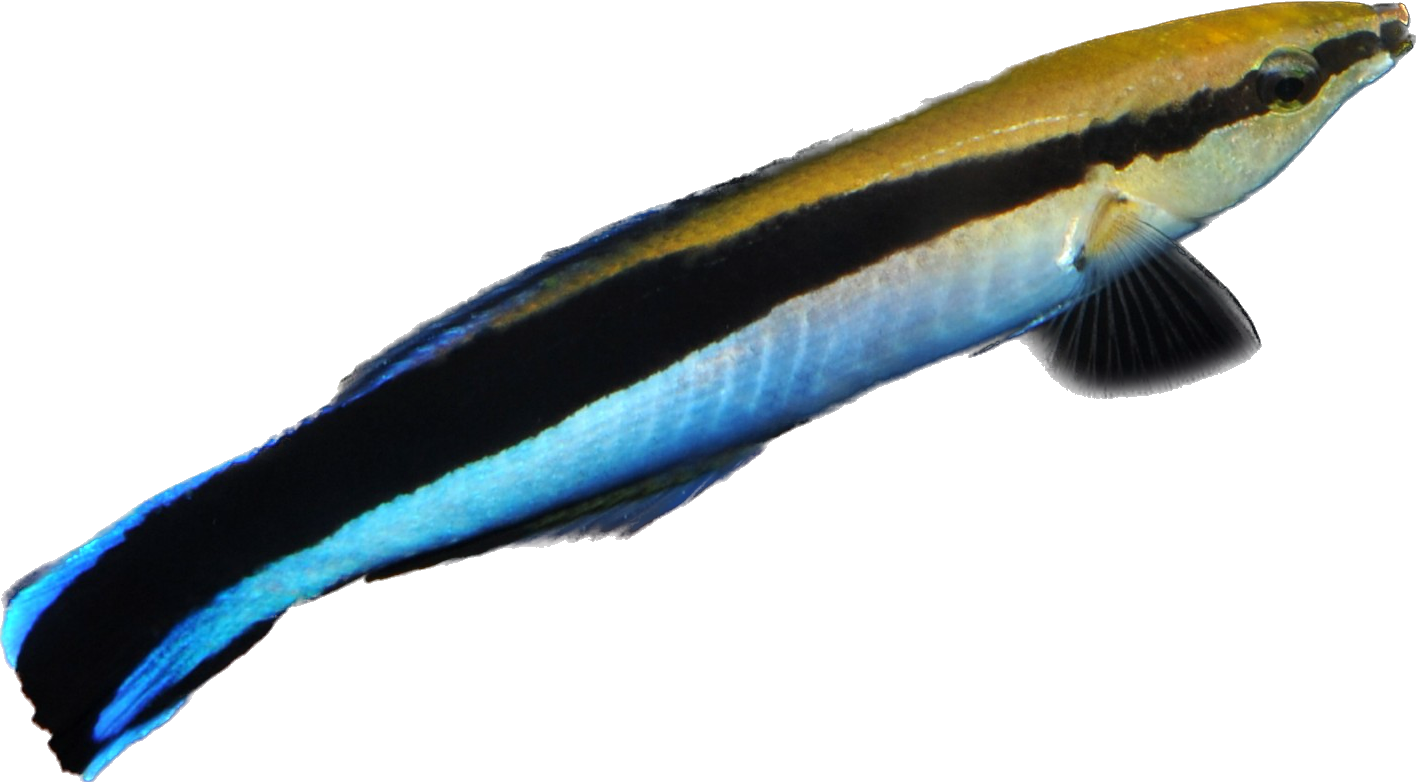 Blue Streak Cleaner Wrasse L