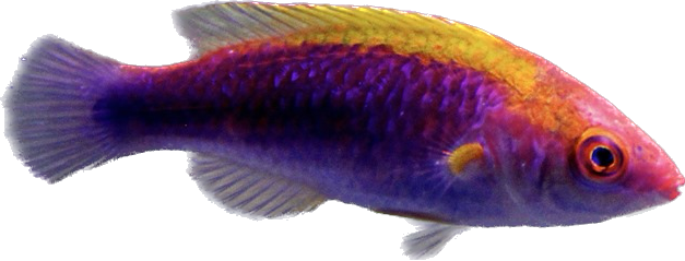 Lubbocks Wrasse (Bali)