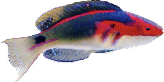 Exquisite Wrasse Male