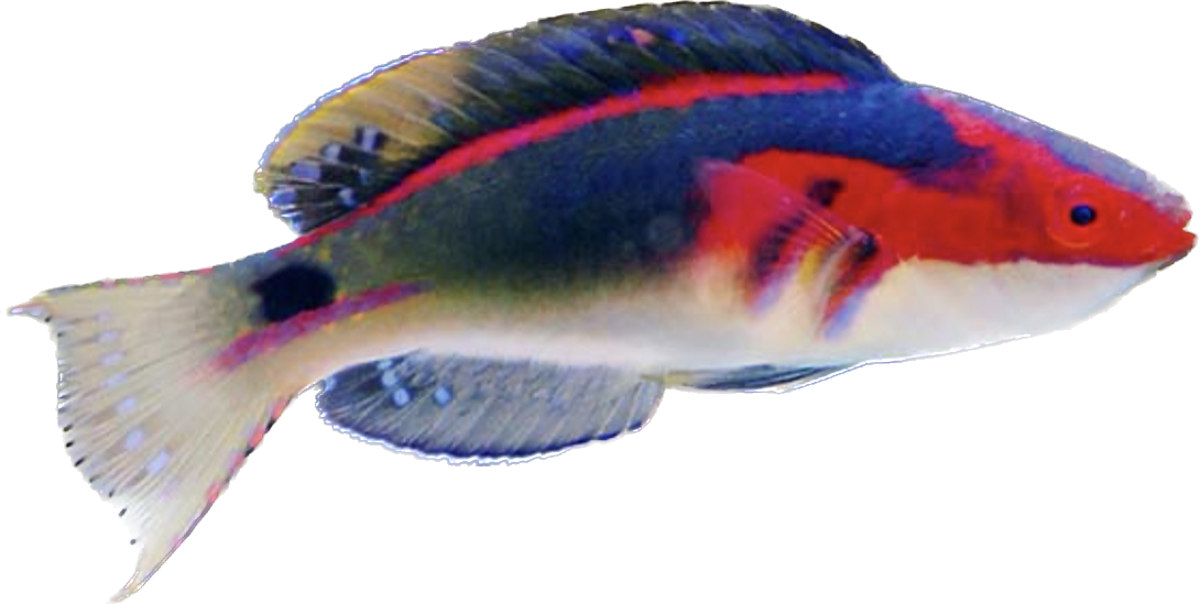 Exquisite Wrasse L