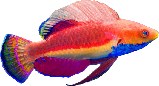Blue Throated Fairy Wrasse