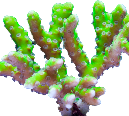 Green Anacropora Forbesi
