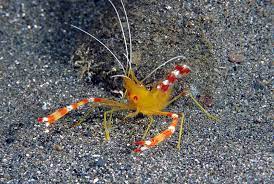 Gold Coral Banded Shrimp