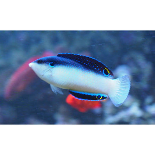 Black Backed China Wrasse