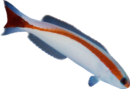 Red Stripe Tile Fish