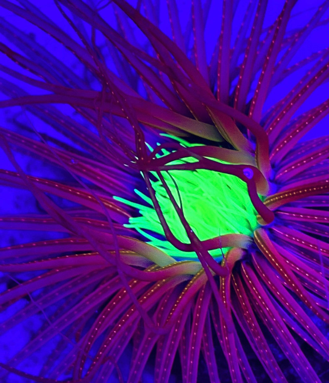 Pink w green center tube anemone