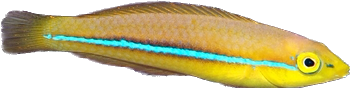 Neon Wrasse