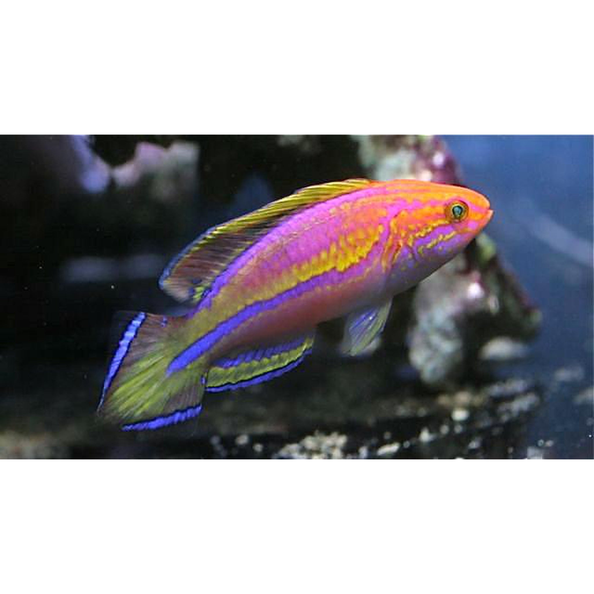 Pintail Fairy Wrasse 