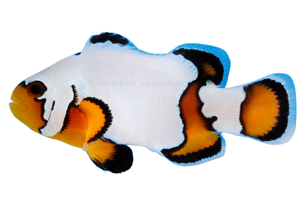 Premium Black Ice Clownfish