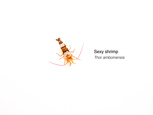 Sexy Shrimp